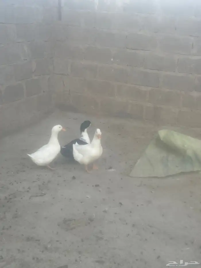 عدد ثلاث بط للبيع 0