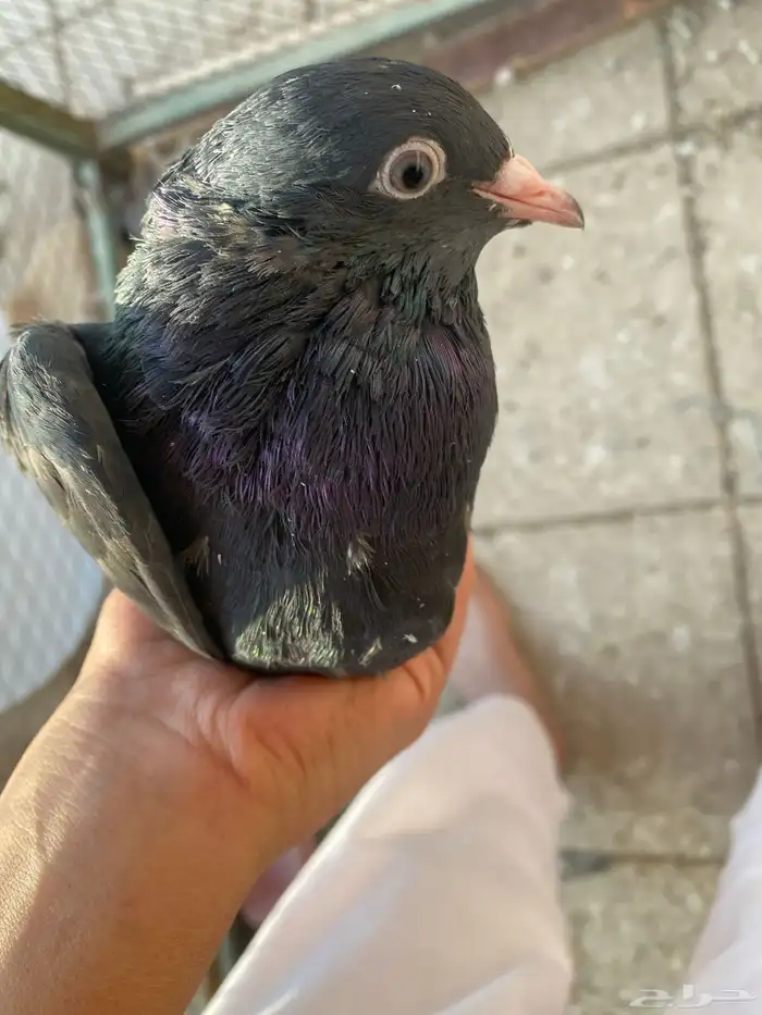 رام اسود بيووور 1