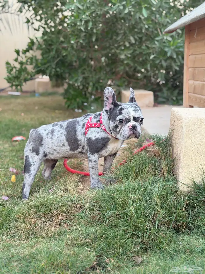 انثى فرنش بولدق ميرلي 6