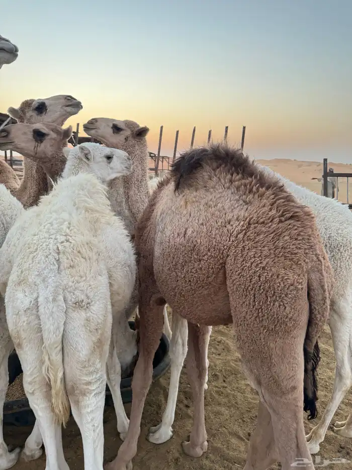 بيع حواشي وبكار 0