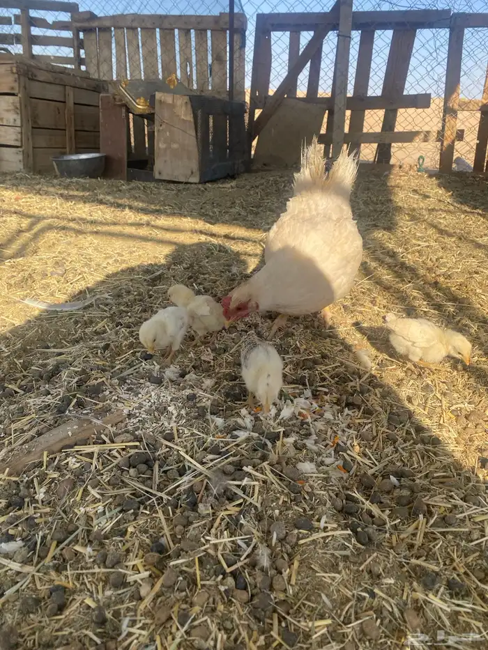 للبيع عليه 4فروخ بلدي 2