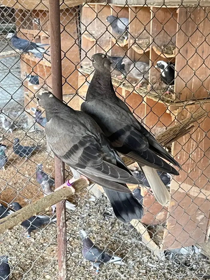 حمام قلابي معاريف 3