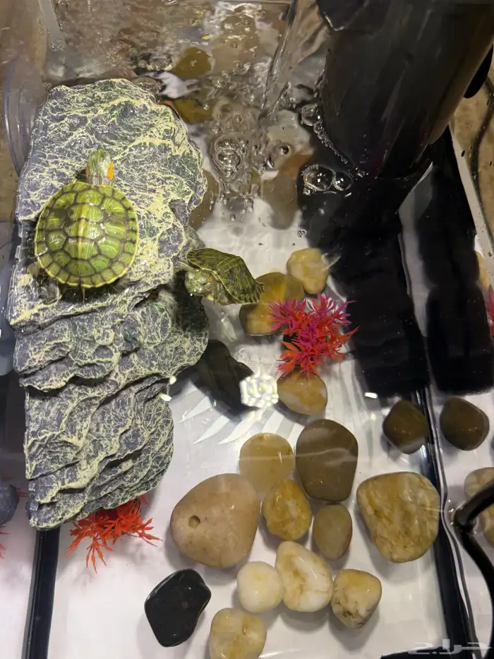 سلاحف برمائية للبيع 5