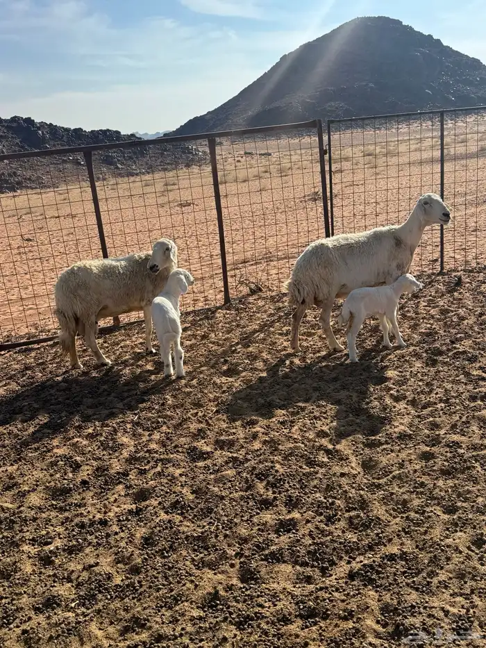 حبص ولد ثنتين معهن على واحد ورخل عمرها ثلاث شهور 2