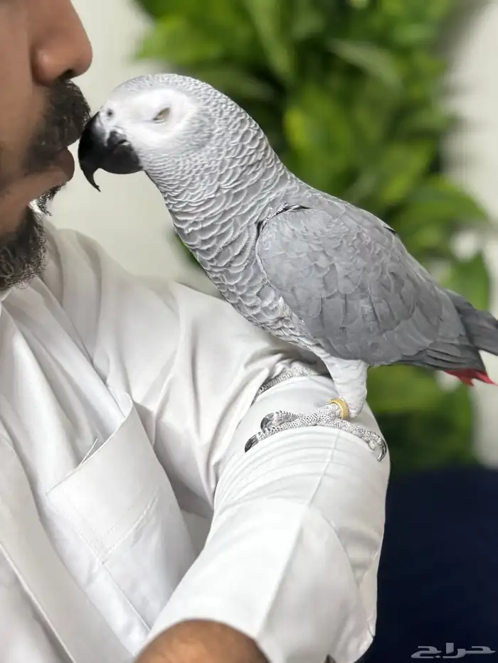 كاسكو أفريقي جامبو أليف وبحر كلام تبارك الرحمن 2