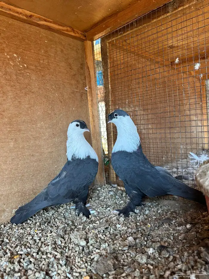 جوز لبناني اسود بفروخه 2