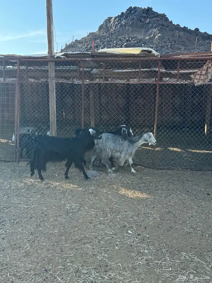 معزا ولد 4 تحتها 6 6