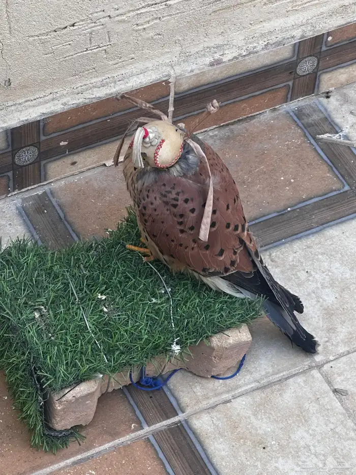 بأشق او حميمج او شبوط 0