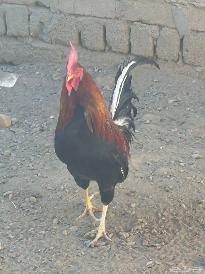 ديك عربي احمر 0