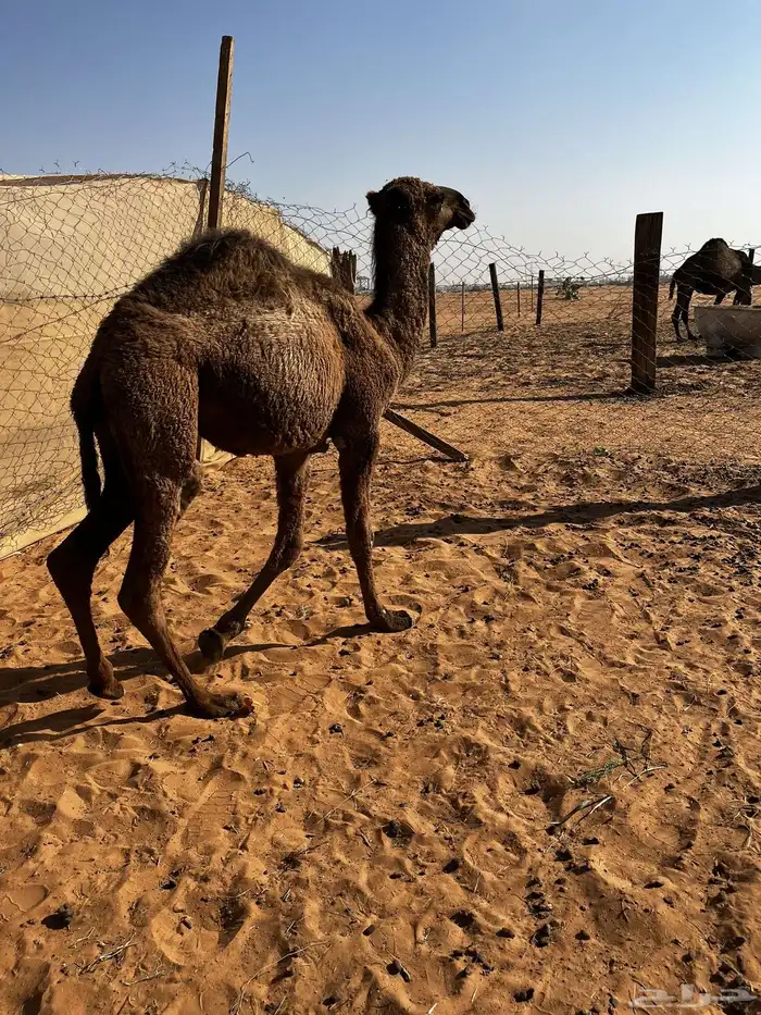 بكره رمانيه 0