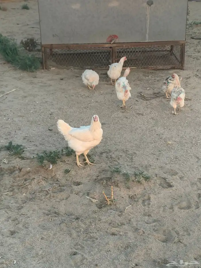 دجاج لوهمان مستوى 3