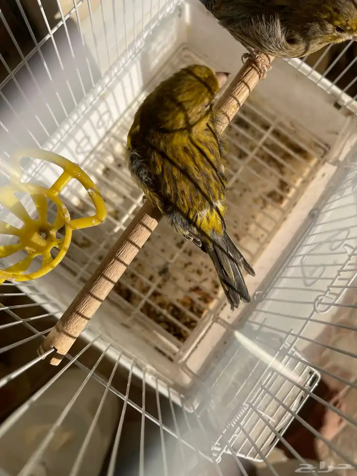 طيور كناري للبيع 0