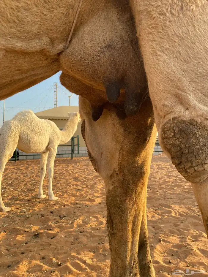 ضروبه للبيع كفو 0