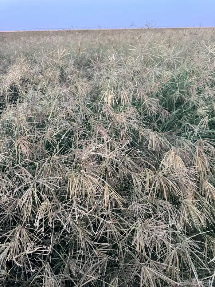 بذور رودس انتاج جديد 2