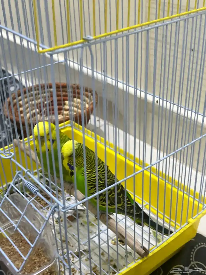 عصافير بادجي زوج صحتها ممتازه 0