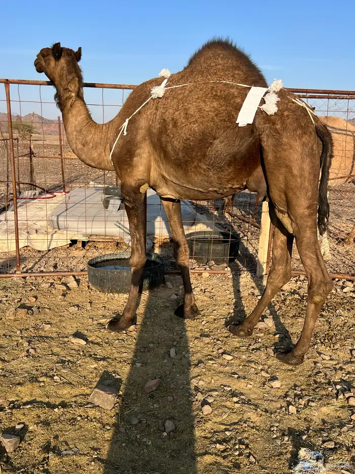 خلفه مصغر طيبه ب 10500 يبلاش 3