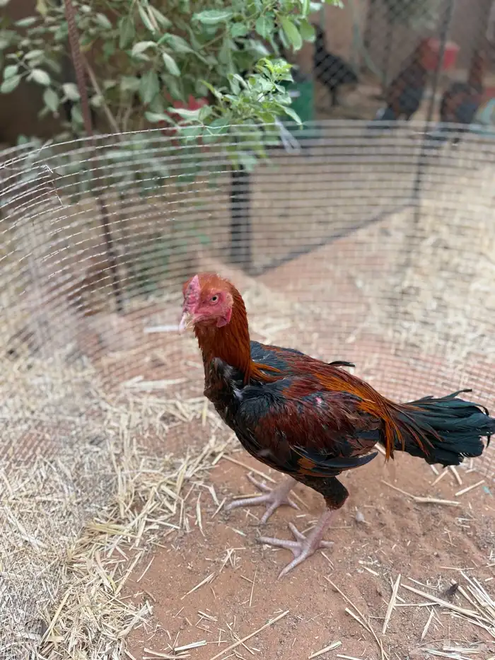 للبيع ديك باكستاني 2