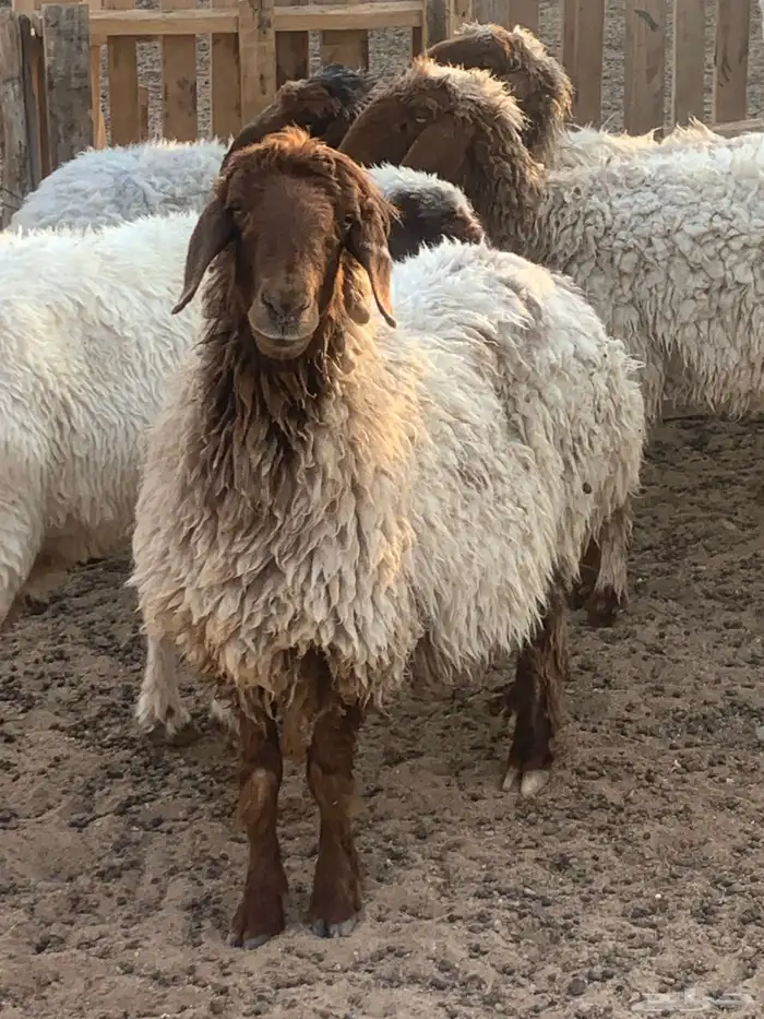 غنم العدد 5 شرط الصحه وأمورهم طيبه 5