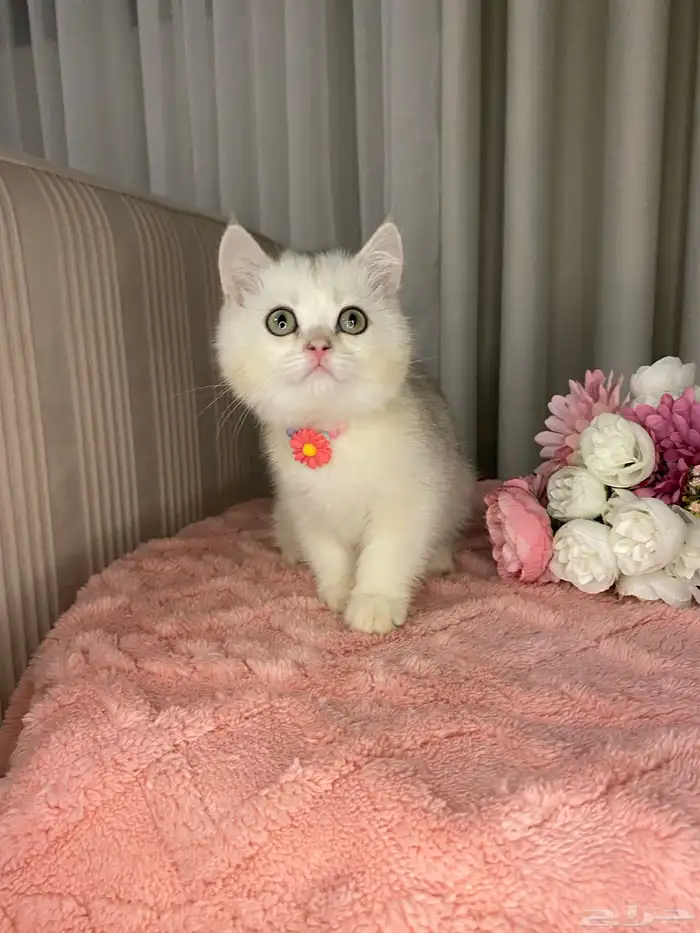 سكوتش تربل فولد واستريت للبيع 10