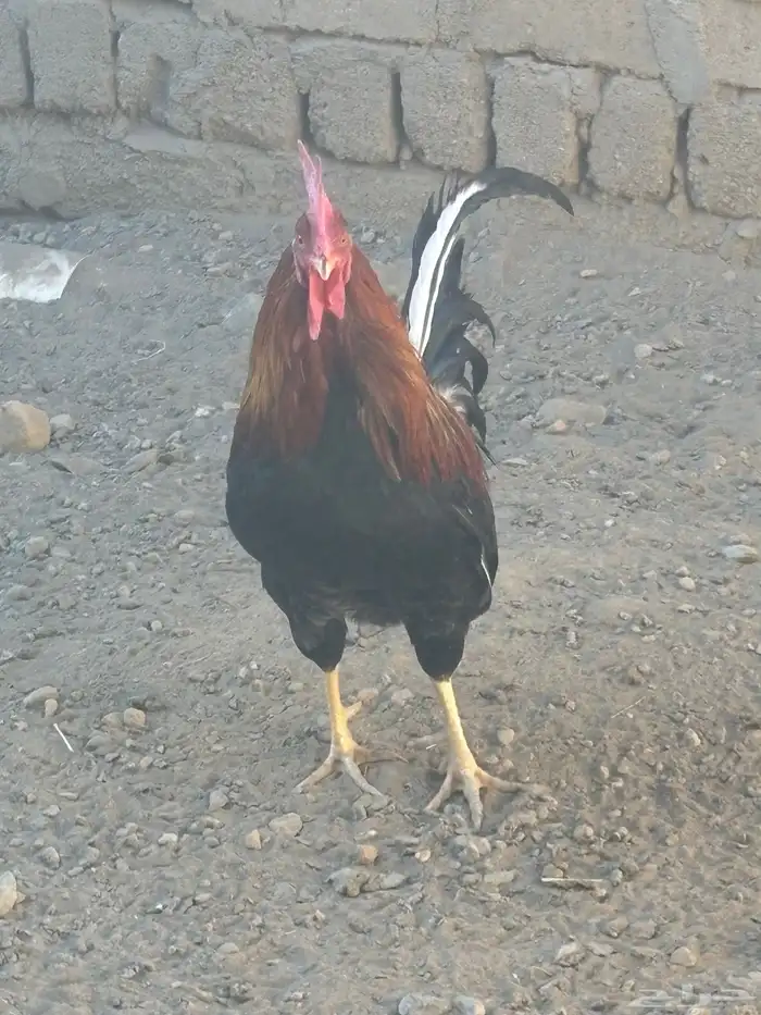 ديك عربي احمر 1