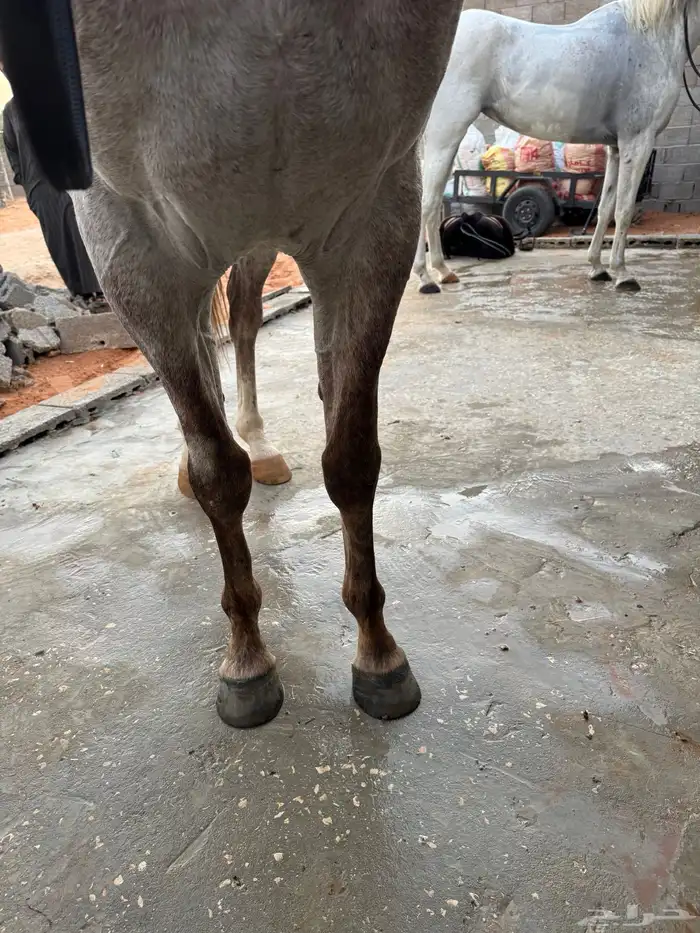 حصان صرعة عربي اصيل ابن مستند الخالدية 4