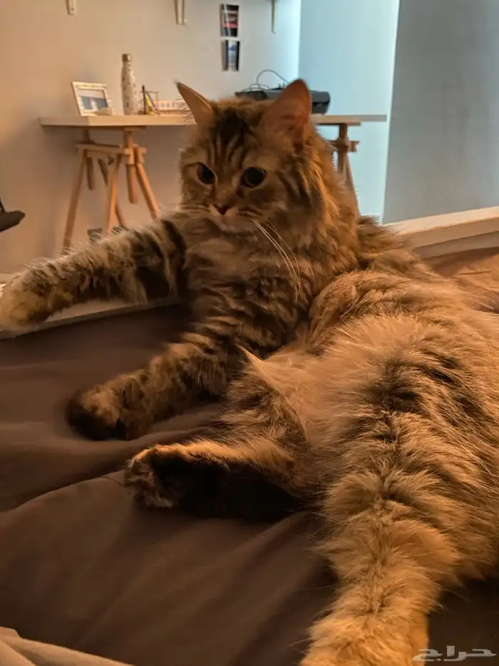 (للتبني )قطة شيرازيه 2