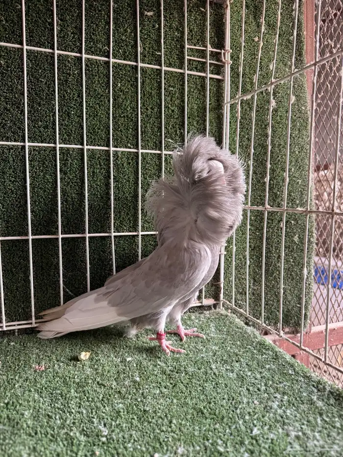 حمام بلجيكي 1