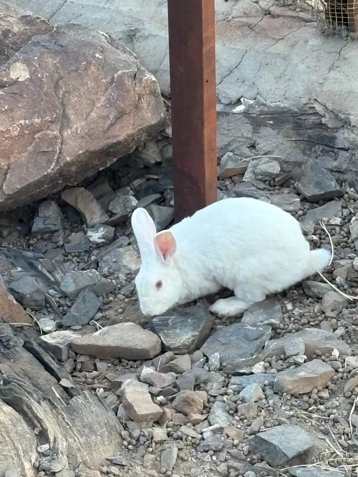 أرانب للبيع 3