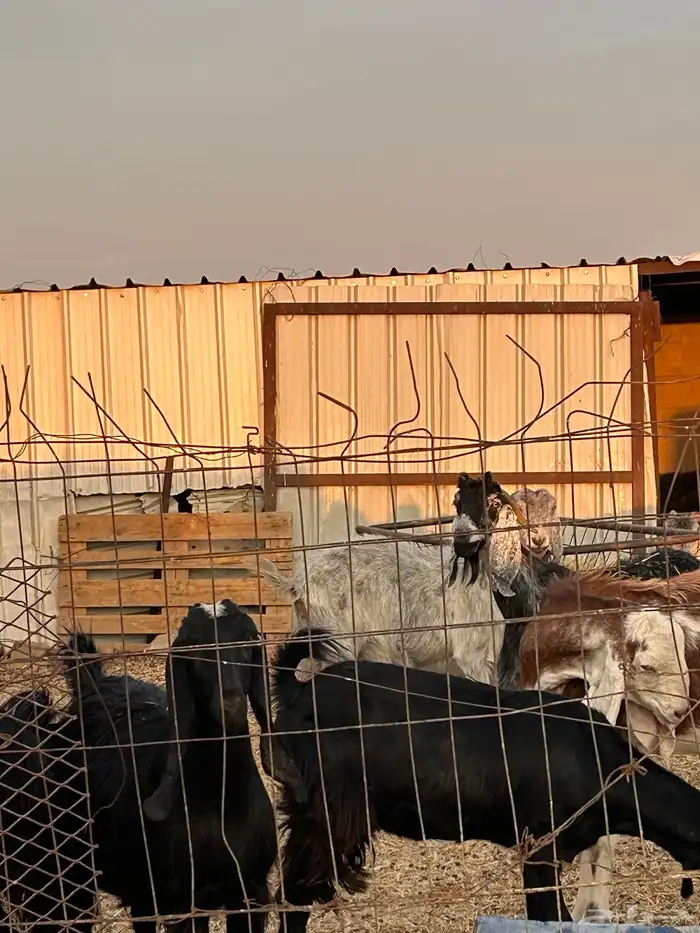 معزاء مضاريع للبيع 3