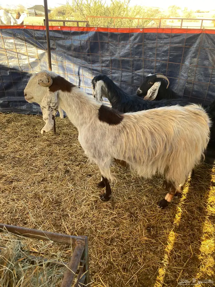 معزا عوارض 4دفيع بتولد وثنتين باقي عليها 0