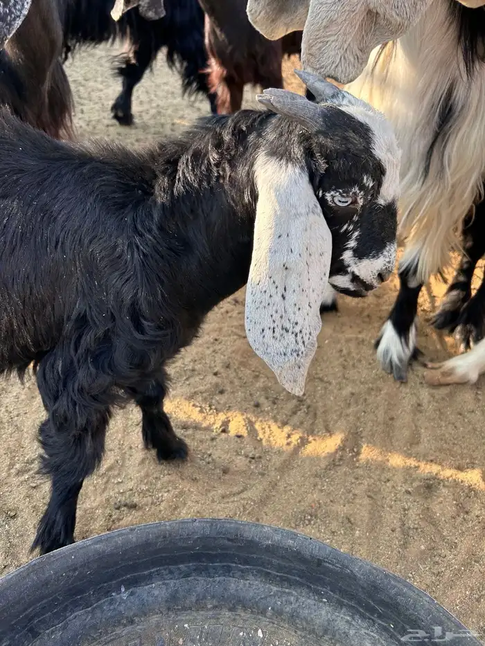 تيس توه مخلص 6 شهور 2