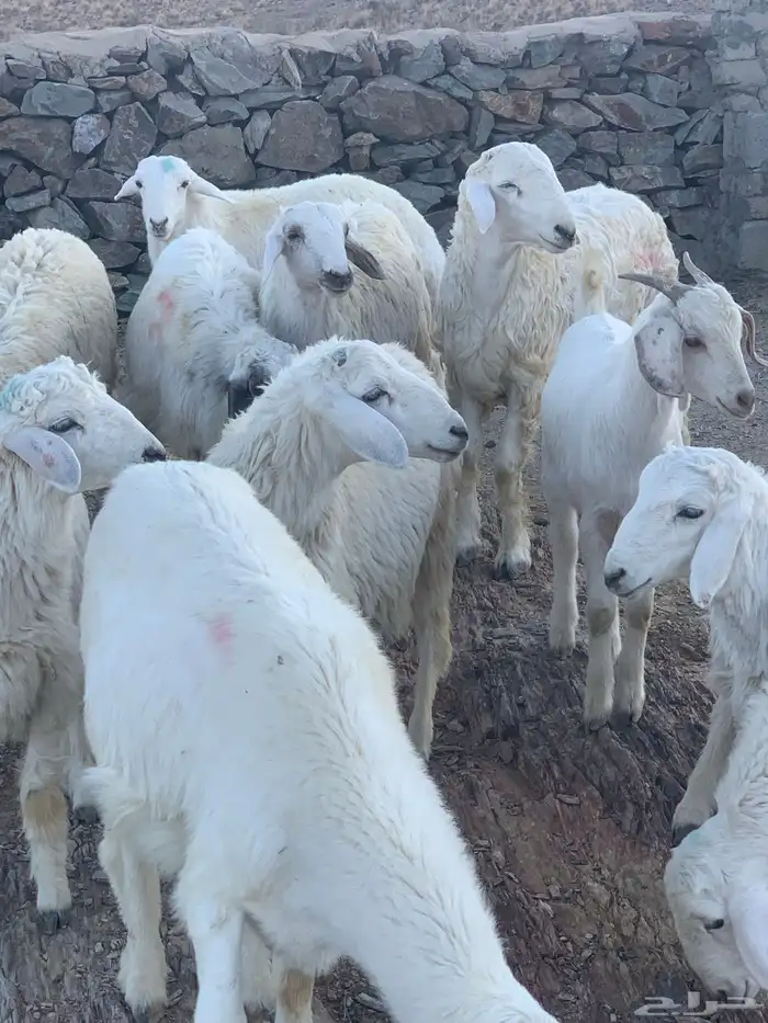 طليان حري للبيع 0