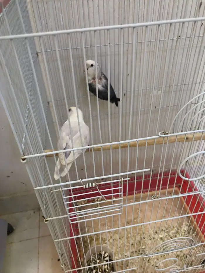 زوج روز برونز ابلاين تحته بيض مخصب 4