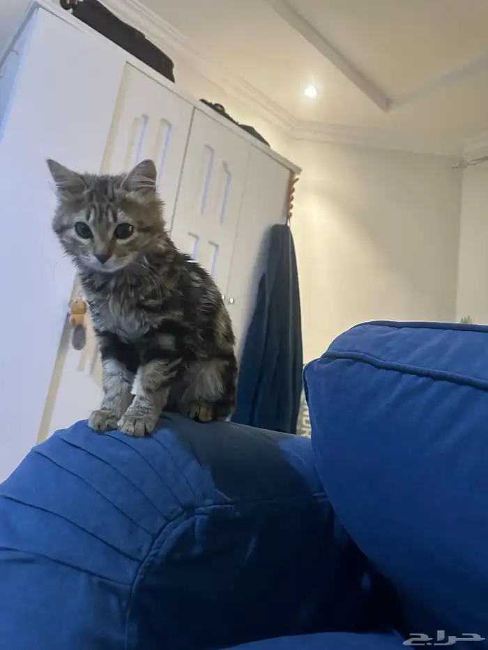 قطة أنثى خجوله ولعوبه 1