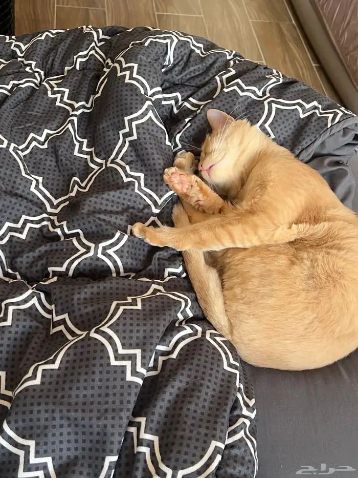 شيرازي بلدي منقذ 4