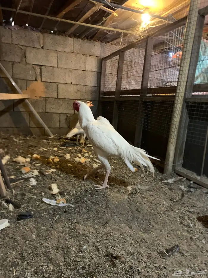 ديك شامو ماشاالله تبارك الرحمن 1