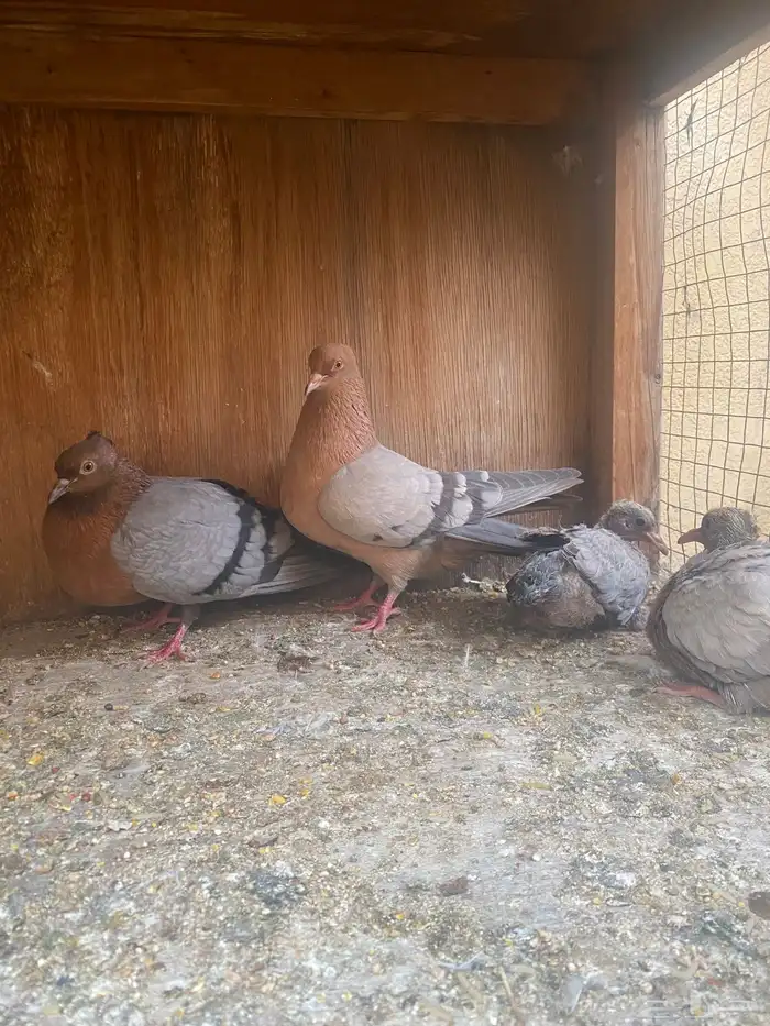 جوز ارشنجل 0