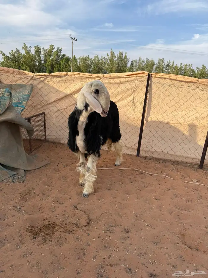 طلي نجدي جبر يتمم 0