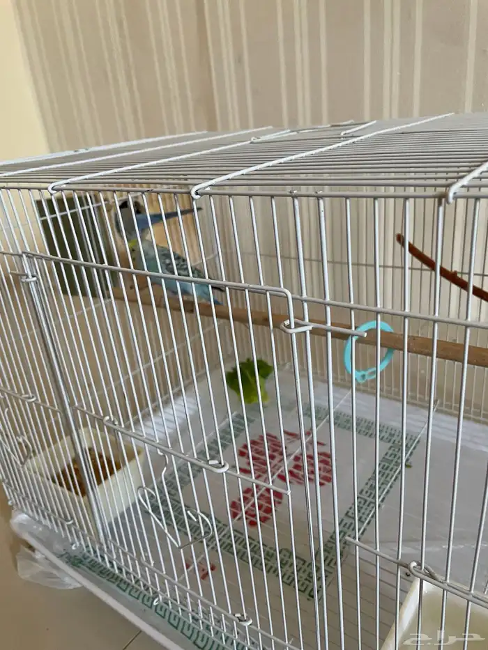 زوج طيور بادجي منتج من قبل للبيع 2