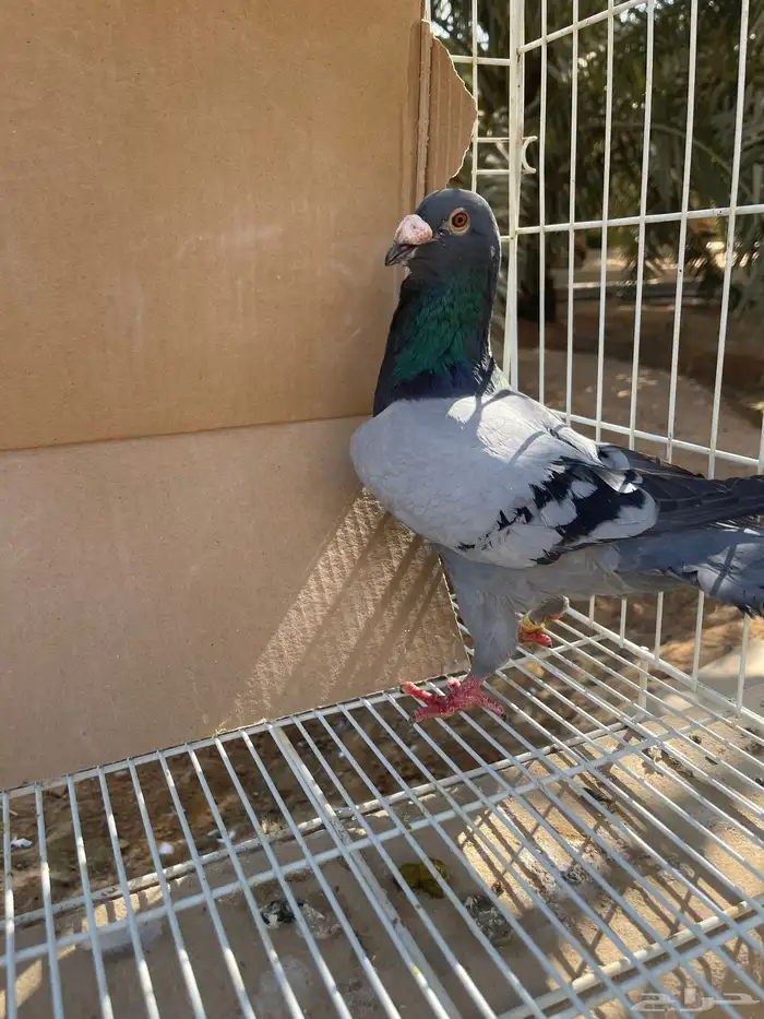 زاجل بلجيكي بيور تحته فروخ 4