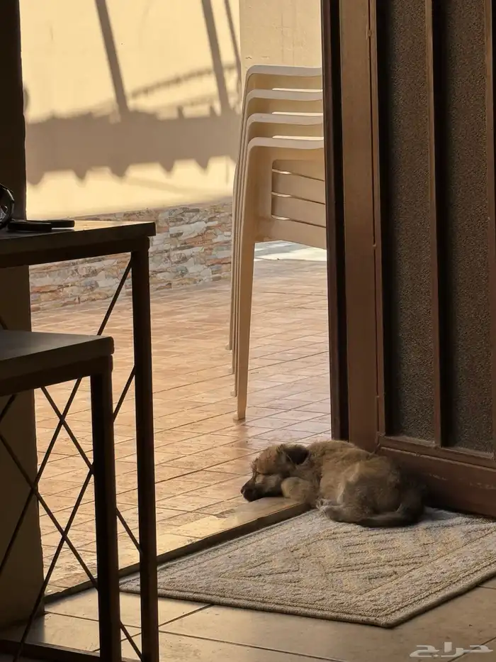 كلب صغير هجين شيتوس ومالتيز واضح في الصوره عمر شهرين 4