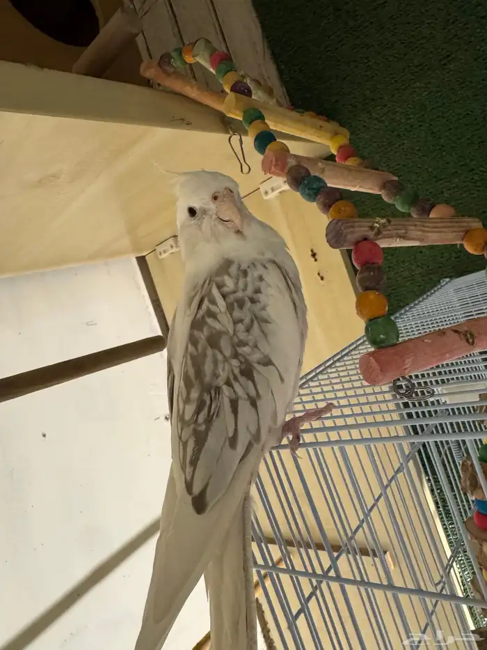 كروان اليف وغير اليف 1