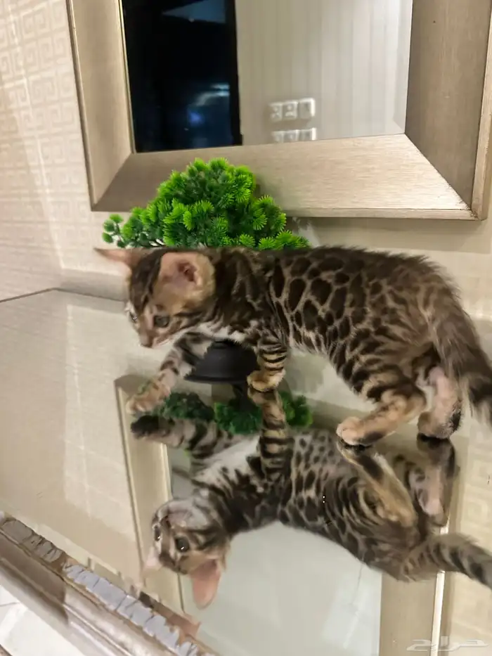قطط بنغال للبيع 6