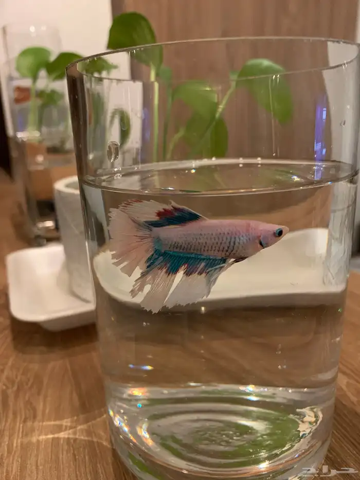 سمك زينه للبيع 4