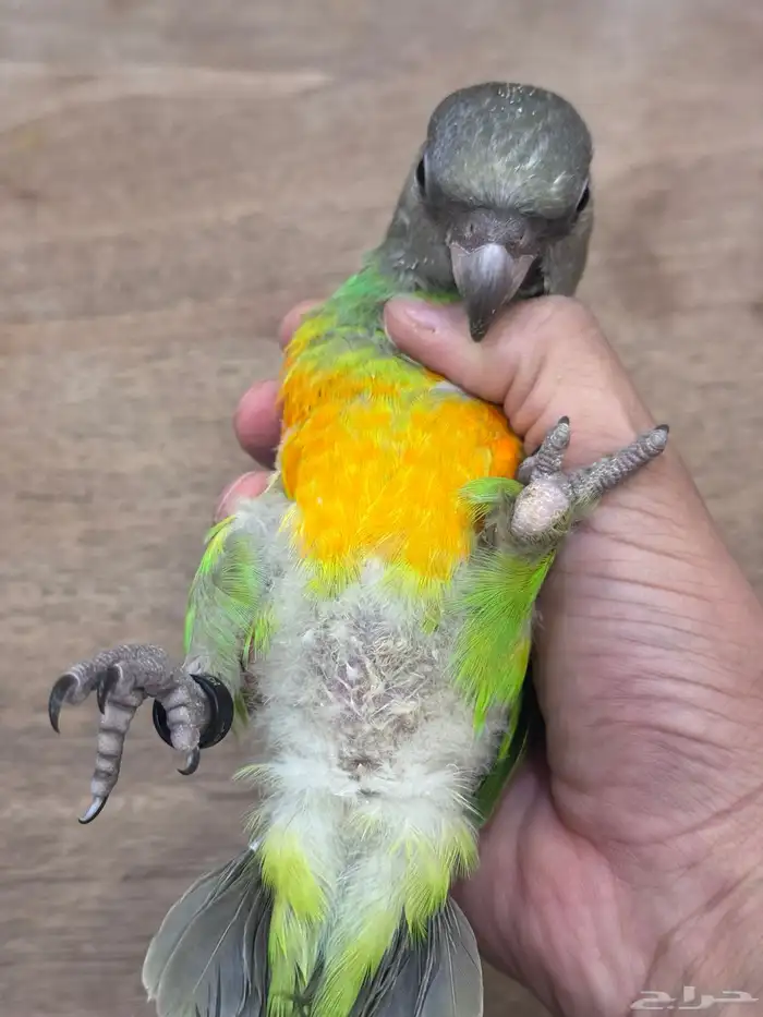 فرخ سنغالي يويو (((تم البيع))) 1