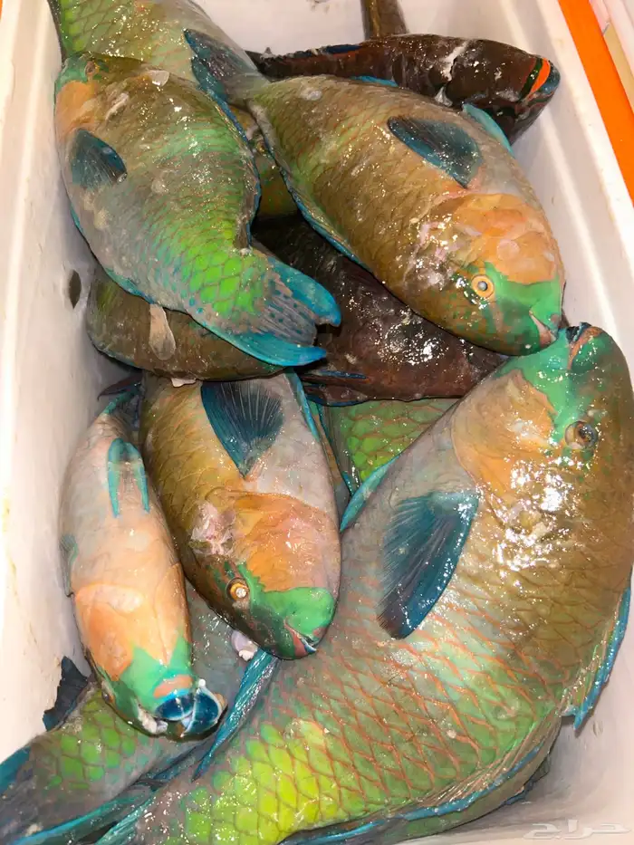 سمك حريد اليوم 0