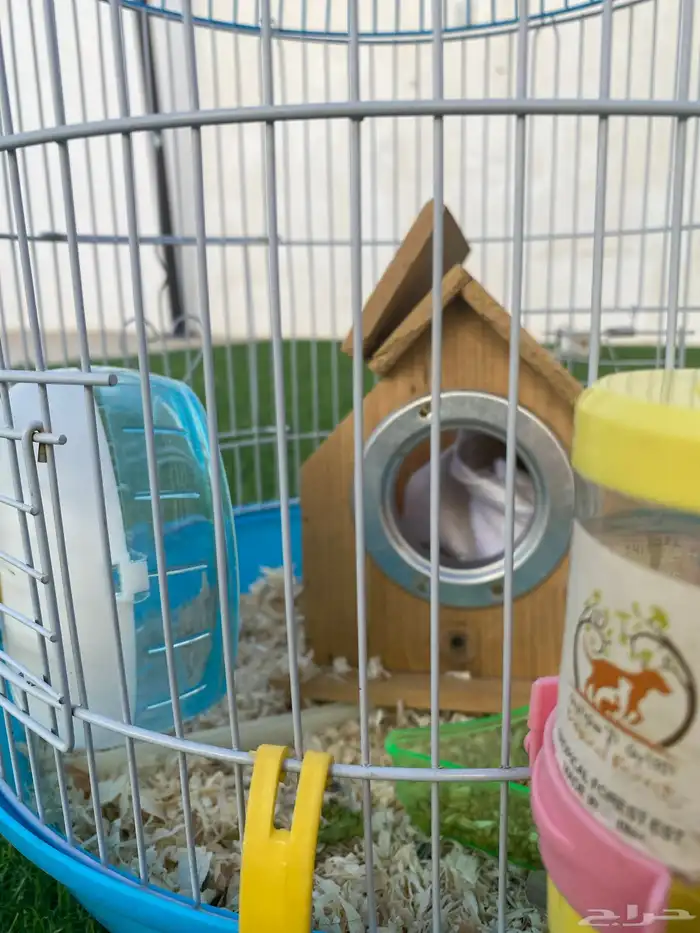 همستر للبيع 2