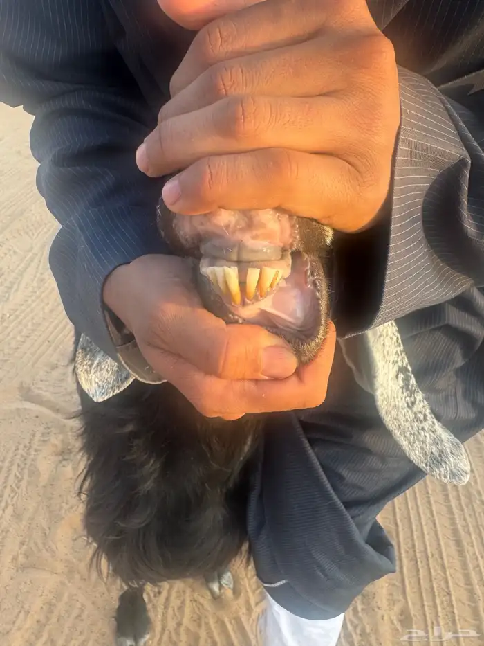 عنز عارضيه 3