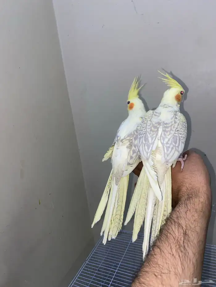 كروان اليف 0