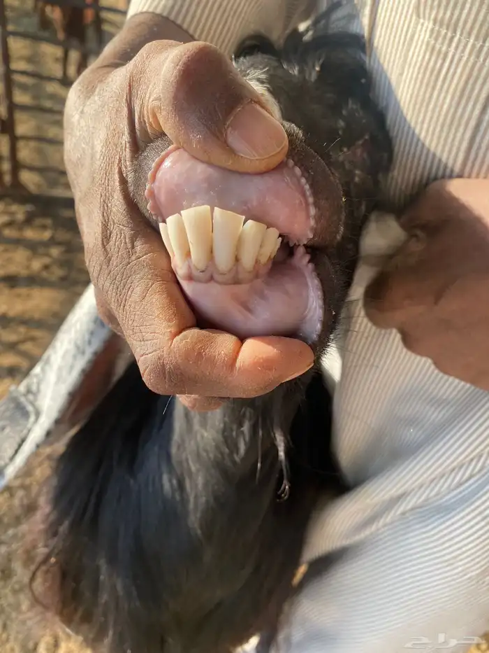 معزا عوارض اصلية خصم شرط الضريع 6 7